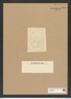 Diatomeae indet. Zeichnungen Sammlung Grunow Nr. 7968 (NHMW-BOT-W0377256)